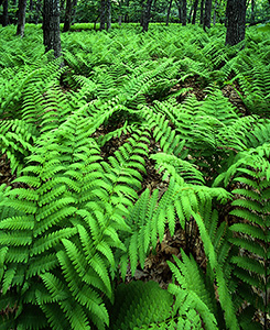 Ferns on Stoneyman Mountain Trail, Shenandoah National Park, VA